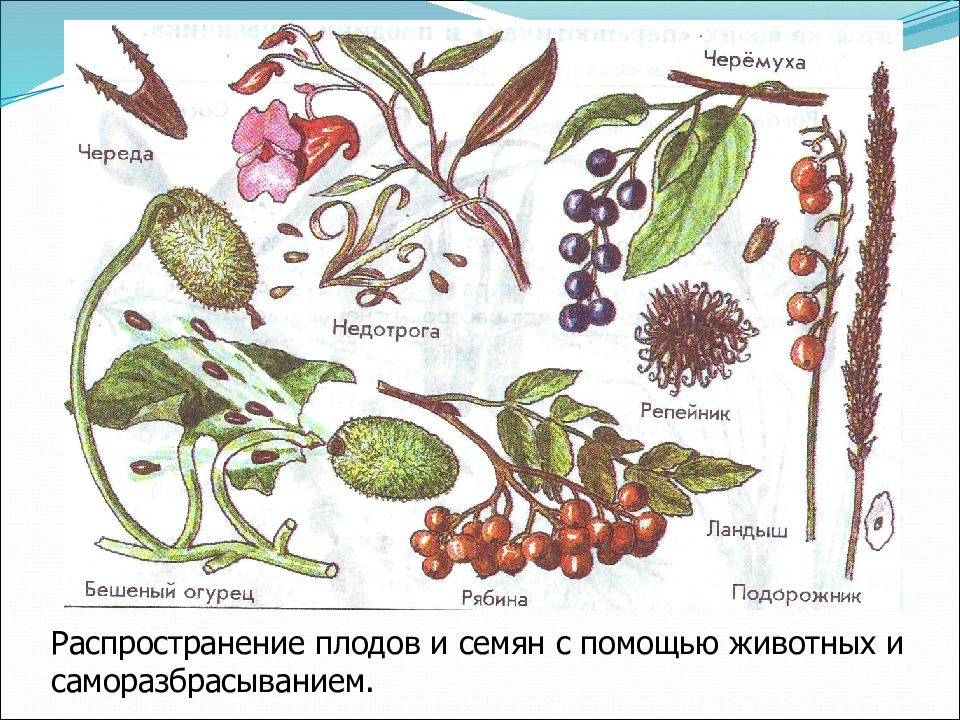 Презентация распространение плодов и семян 6 класс