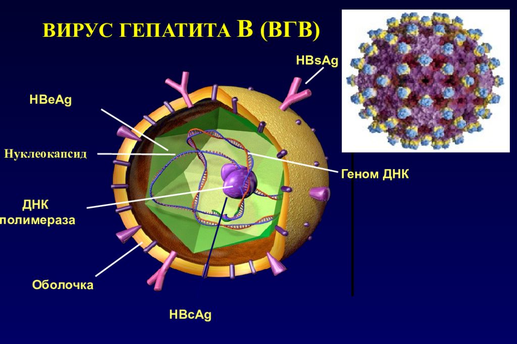 Вирусные гепатиты a e b c d