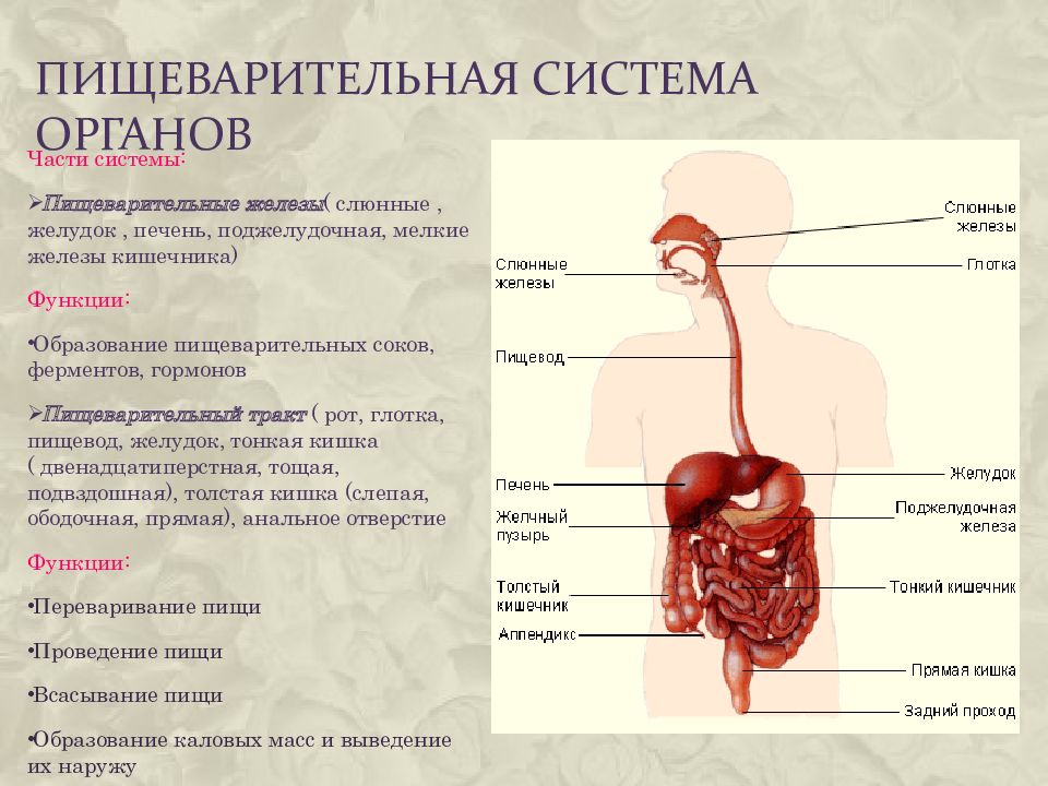 В какой состав органов входит желудок