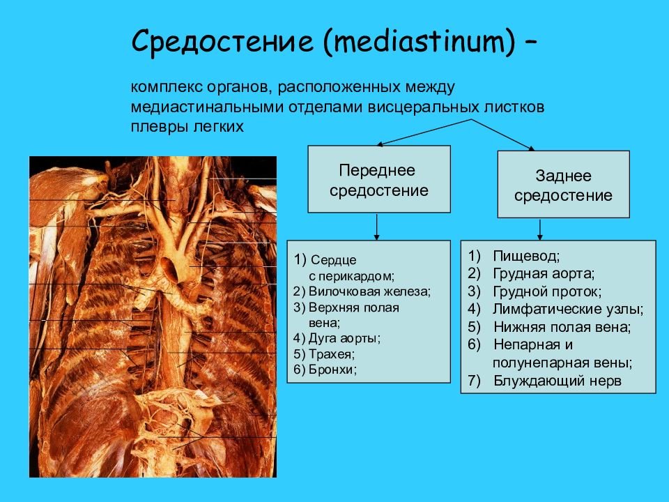 Средостение топографическая анатомия презентация