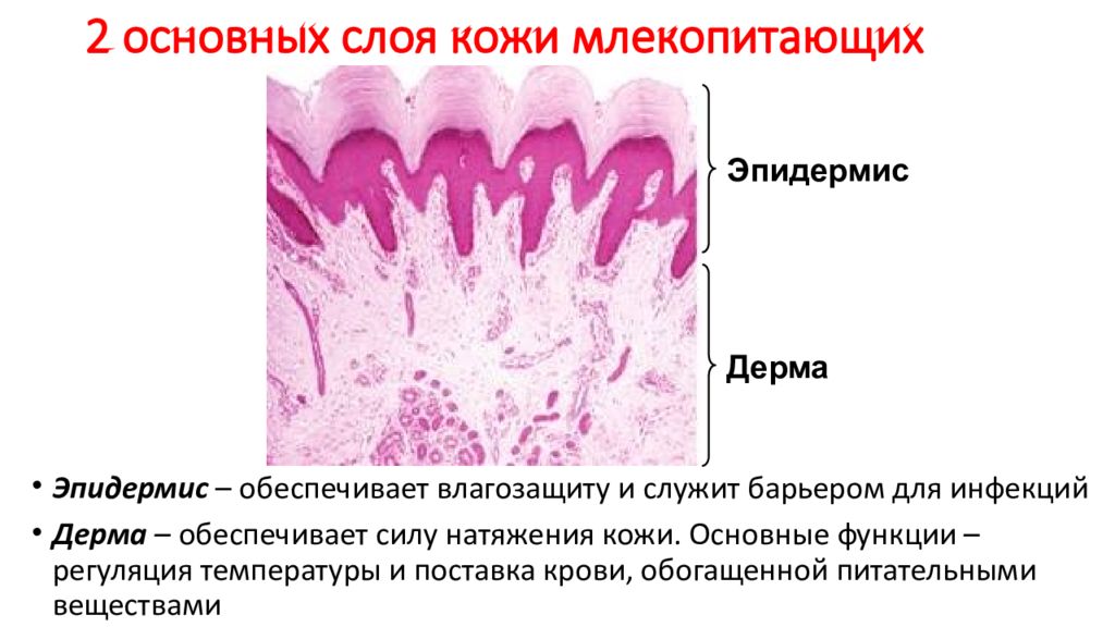 Функции кожи животного. Строение эпидермиса млекопитающих. Строение эпидермиса кожи млекопитающих. Слои кожи млекопитающих. Основные функции эпидермиса.