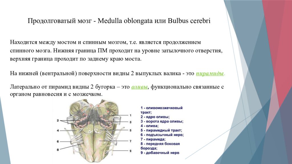 Продолговатый мозг ядра серого вещества. Ядро добавочного нерва продолговатого мозга. Продолговатый мозг нервная система. Сколько нервов в продолговатом мозге. Анатомия и физиология ЦНС учебник.