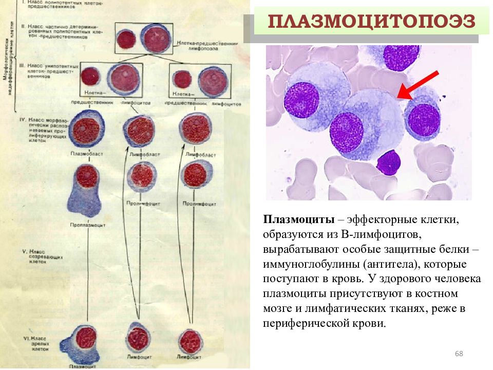 Схема строения плазмоцита