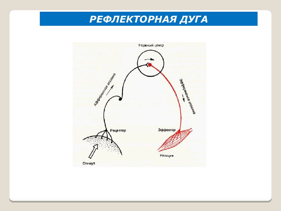 Дуга условного рефлекса. Рефлекторная дуга пищевого рефлекса. Схема рефлекторной дуги безусловного рефлекса. Рефлекс Павлова дуга. Рефлекс Павлова рефлекторная дуга.