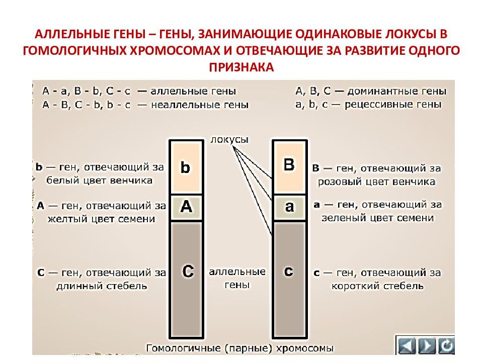 Рассмотрите рисунок 81 определите на каком расстоянии в морганидах находятся гены отвечающие