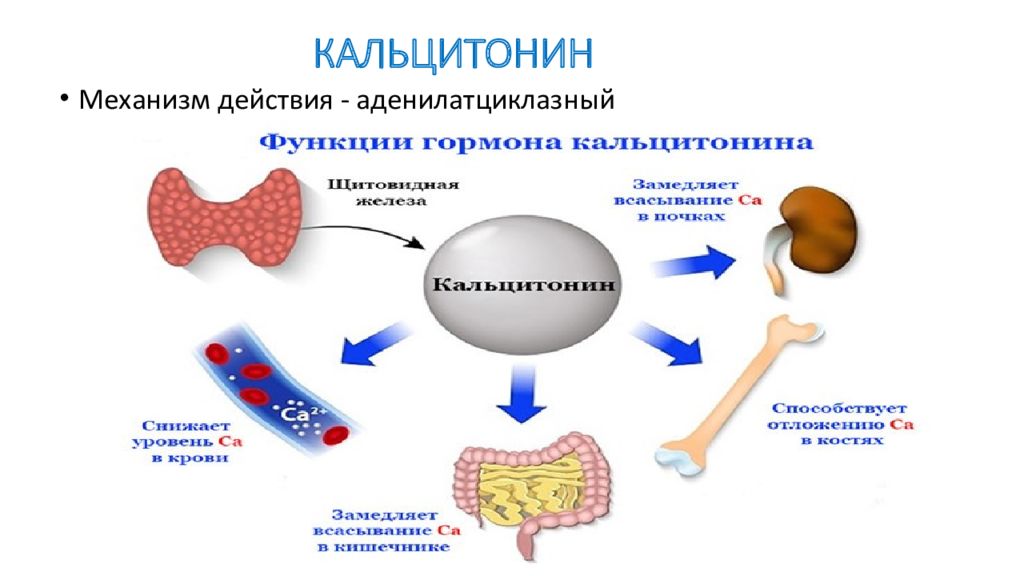 Что значит кальцитонин. Механизм действия кальцитонина биохимия. Кальцитонин строение молекулы. Механизм действия кальцитонина схема. Кальцитонин гормон структура.