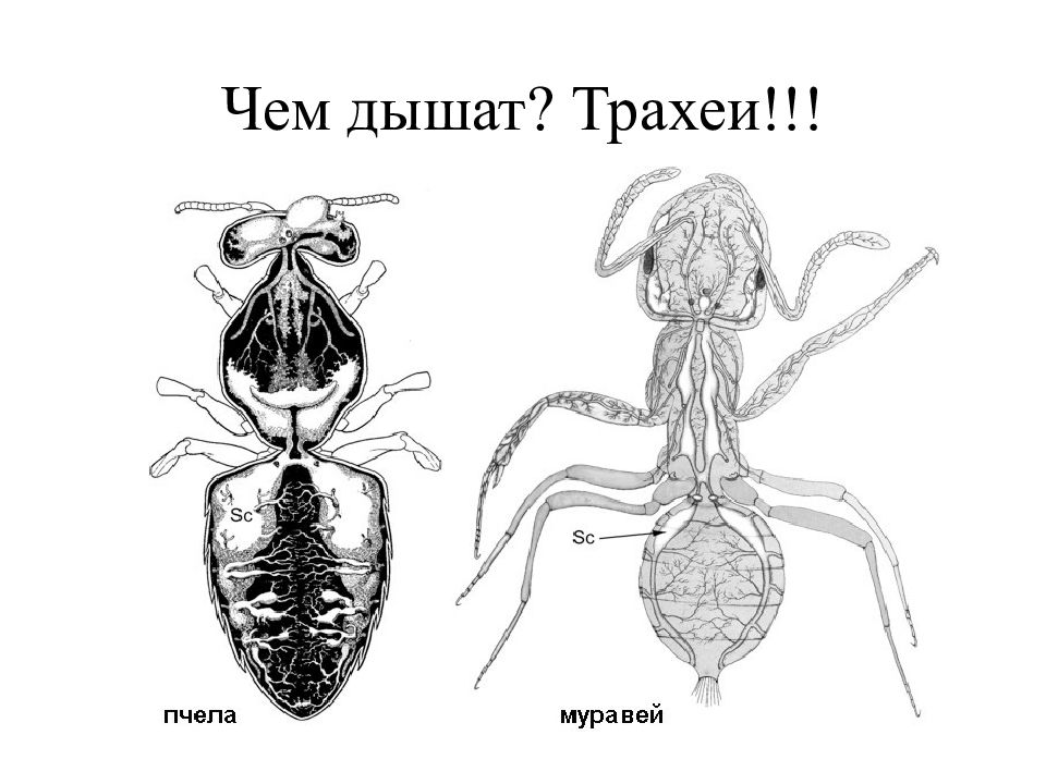 У насекомых легочное дыхание. Дыхательная система муравья. Дыхание муравья строение. Система трахей насекомых. Лёгкие насекомых.