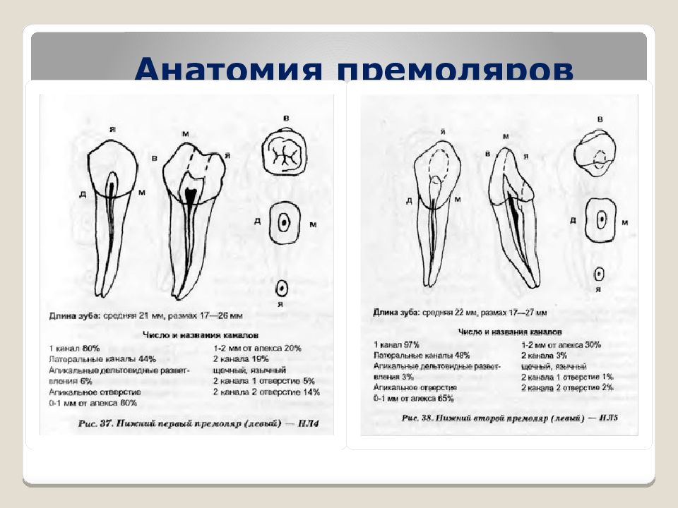 Частная анатомия зубов в рисунках и цифрах