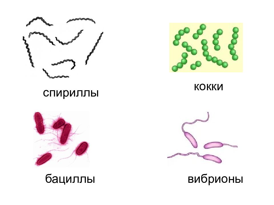 Бацилы. Палочковидные бактерии это вибрионы спириллы бациллы кокки. Палочковидные бактерии кокки. Кокки спириллы вибрионы палочки. Палочки бациллы кокки вибрионы спириллы.