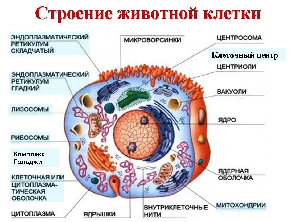 Схема строения клетки 5 класс