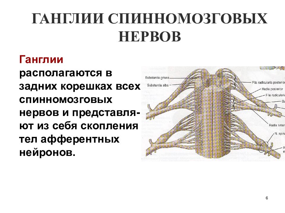 Что представляет собой ганглий. Периферическая нервная спинномозговые нервы. Спинномозговые нервы анатомия. Нервные узлы анатомия. Периферическая нервная система анатомия.