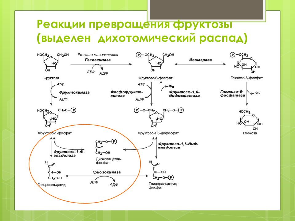 Схема метаболизма галактозы