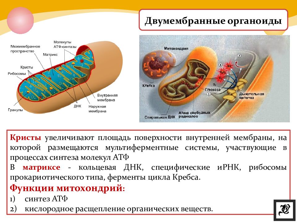 На рисунке изображена клетка имеющая обособленное ядро и мембранные органоиды какой тип питания