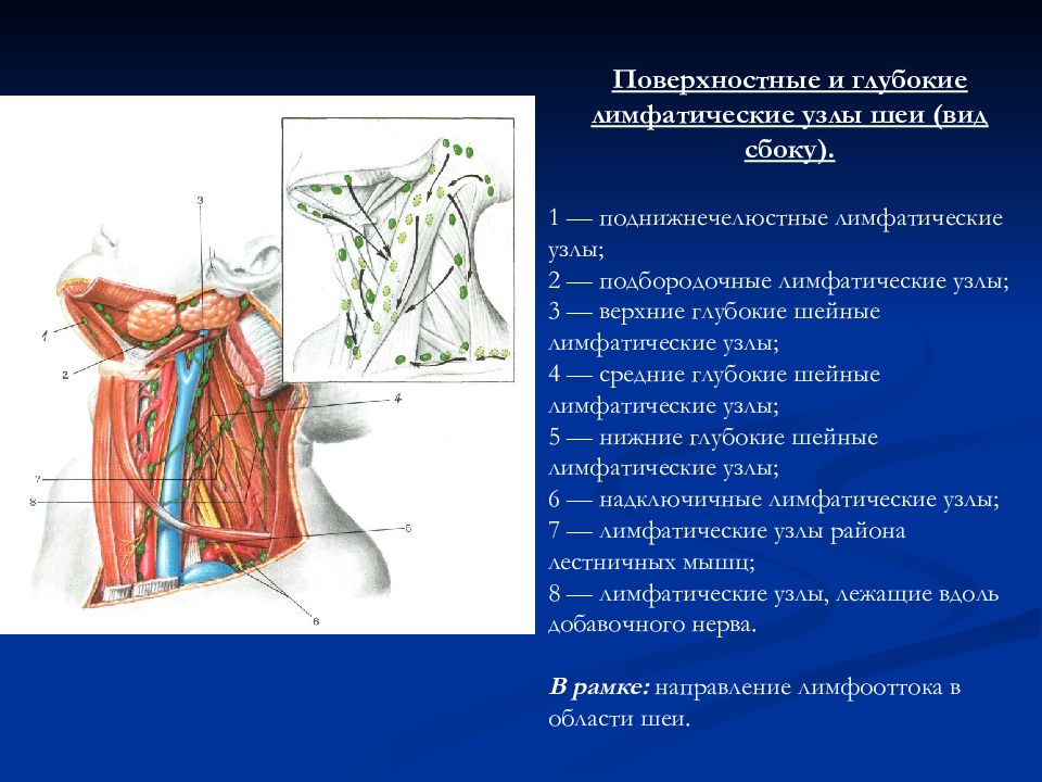 Презентация топографическая анатомия