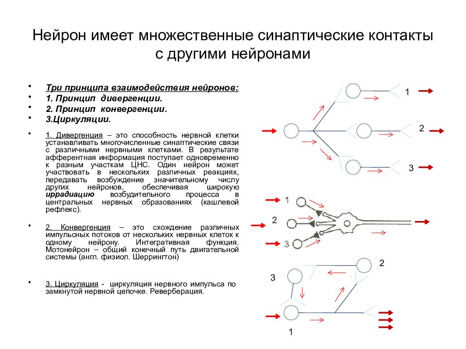 Основные возбуждения. Схема конвергенции и дивергенции в ЦНС физиология. Схемы нейронных контуров конвергенция. Принцип дивергенции физиология. Нейронные контуры физиология.