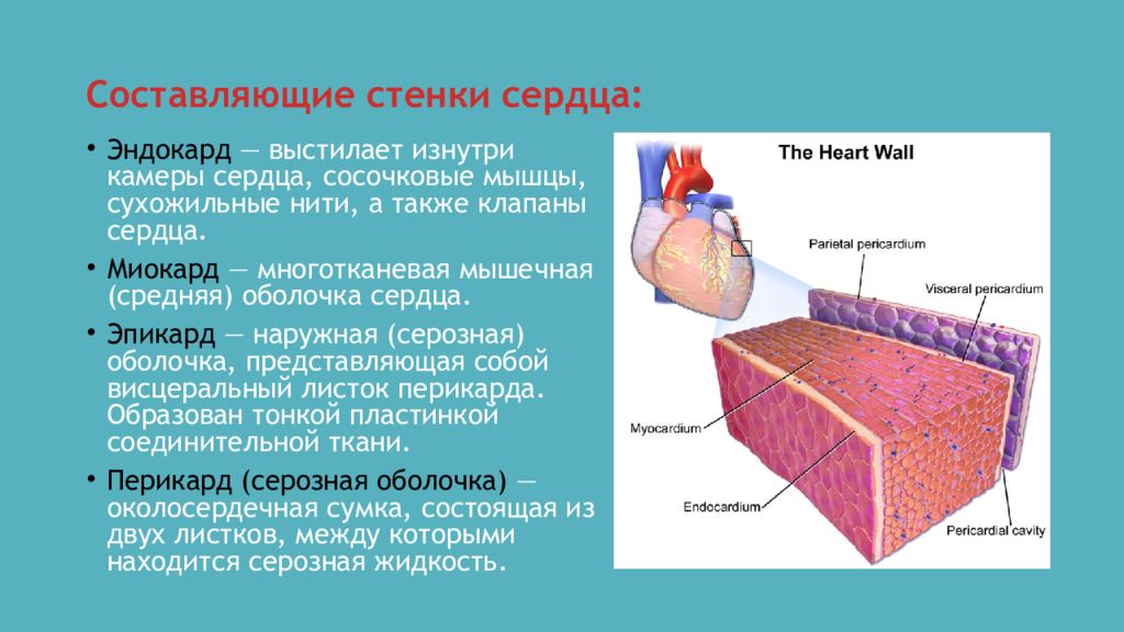 Сердечная стенка образована какой тканью. Перикард эпикард миокард эндокард. Стенки сердца. Наружная оболочка сердца. Эндокард выстлан.