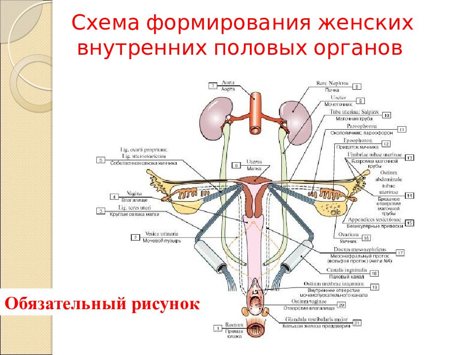 Физиология члена. Строение женских половых органов вид сбоку. Схема строения женской половой системы. Строение женских.половых органов внутренних. Строение женских органов гинекология схема.