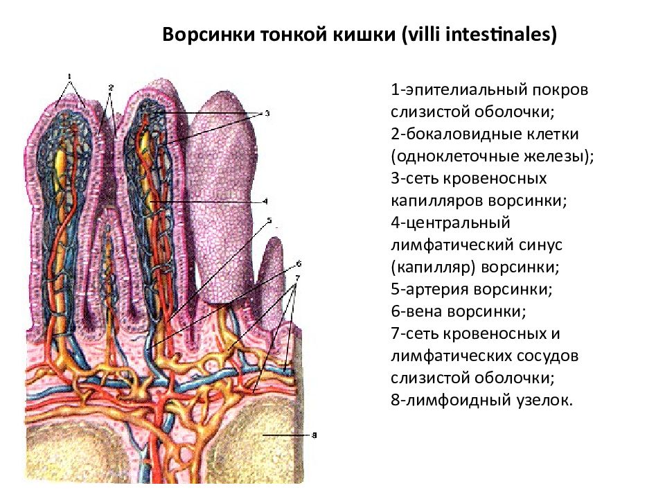 Функции слизистой кишечника. Схема строения кишечной ворсинки. Слизистая оболочка кишечника. Кишечные ворсинки. Строение ворсинки тонкого кишечника. Строение кишечной ворсинки тонкой кишки.