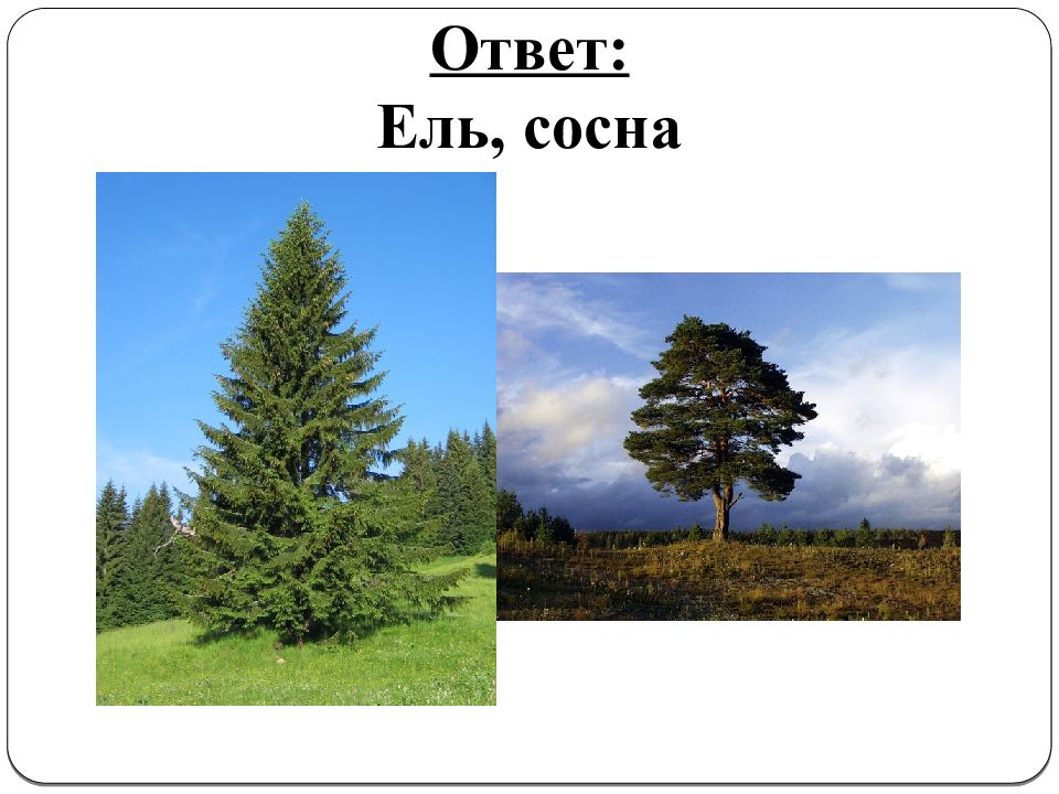 Ответ ель. Ель ответы.