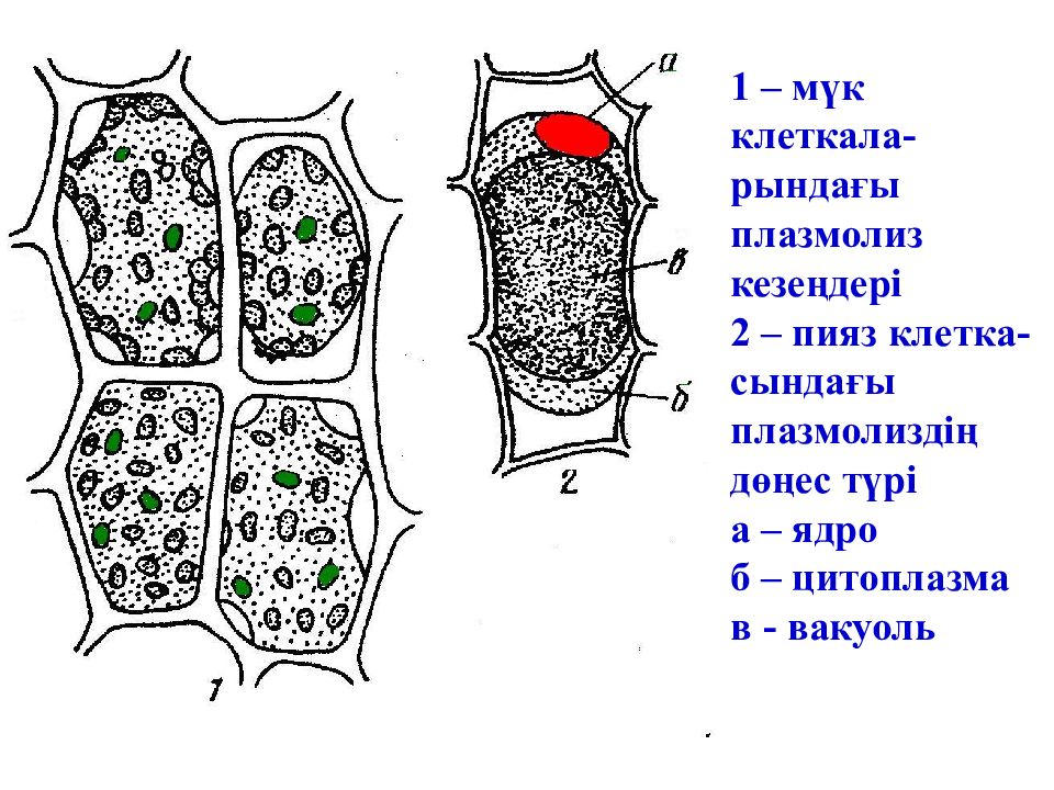 Как видно на рисунках 1 3 живое содержимое растительной клетки во время плазмолиза уменьшается в