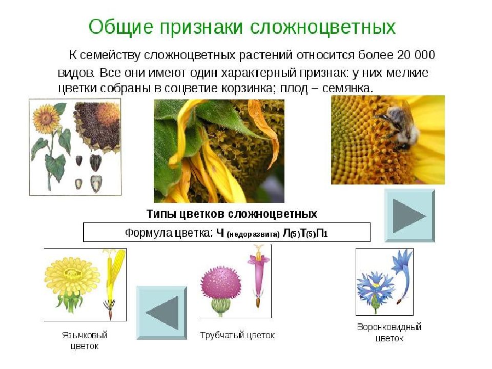 Растения какого семейства изображены на рисунке перечислите признаки растений этого семейства