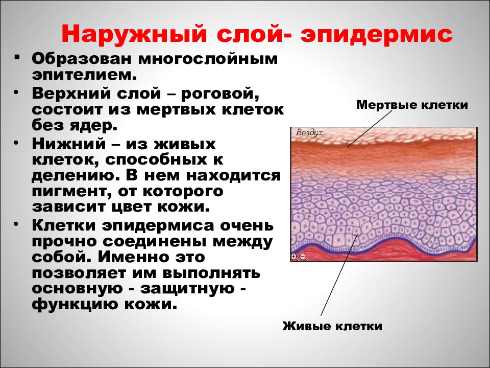 Эпидермис кожи человека фото и описание что такое