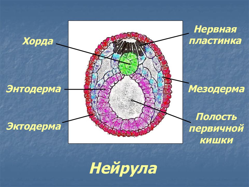 Мезодерма на рисунке