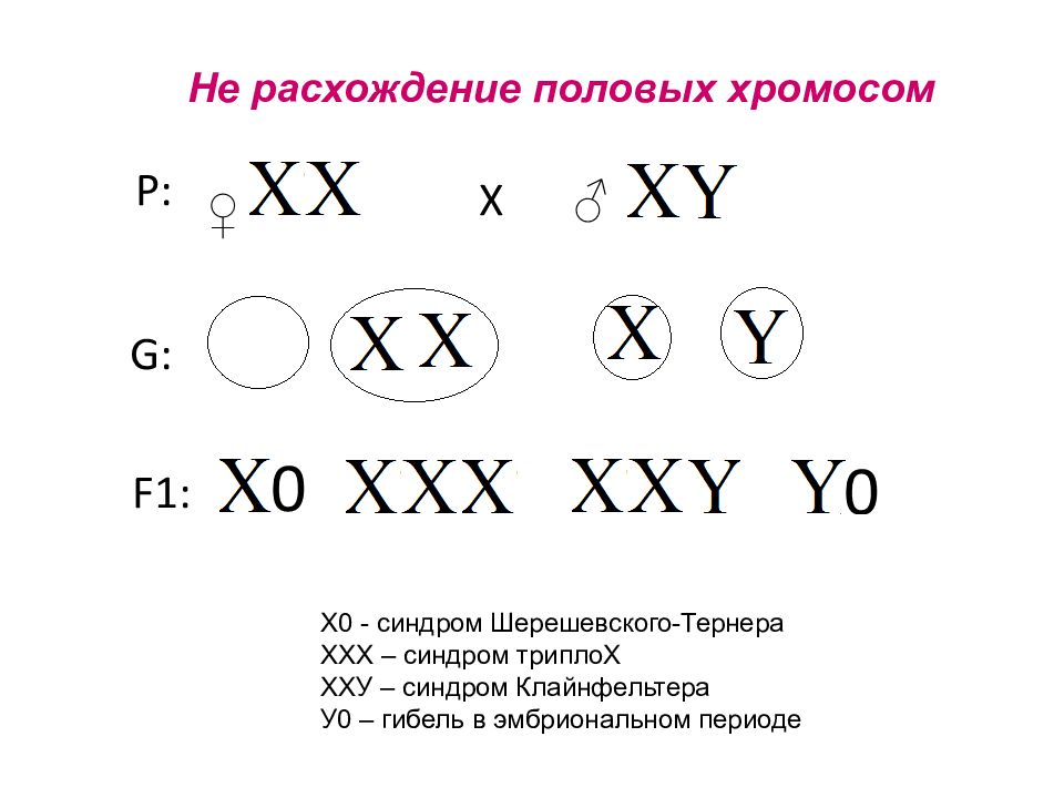 Половый хромосомы. Нарушение расхождения половых хромосом. Половые хромосомы. При нарушении расхождения половых хромосом развиваются…. Механизм не расхождения половых хромосом.