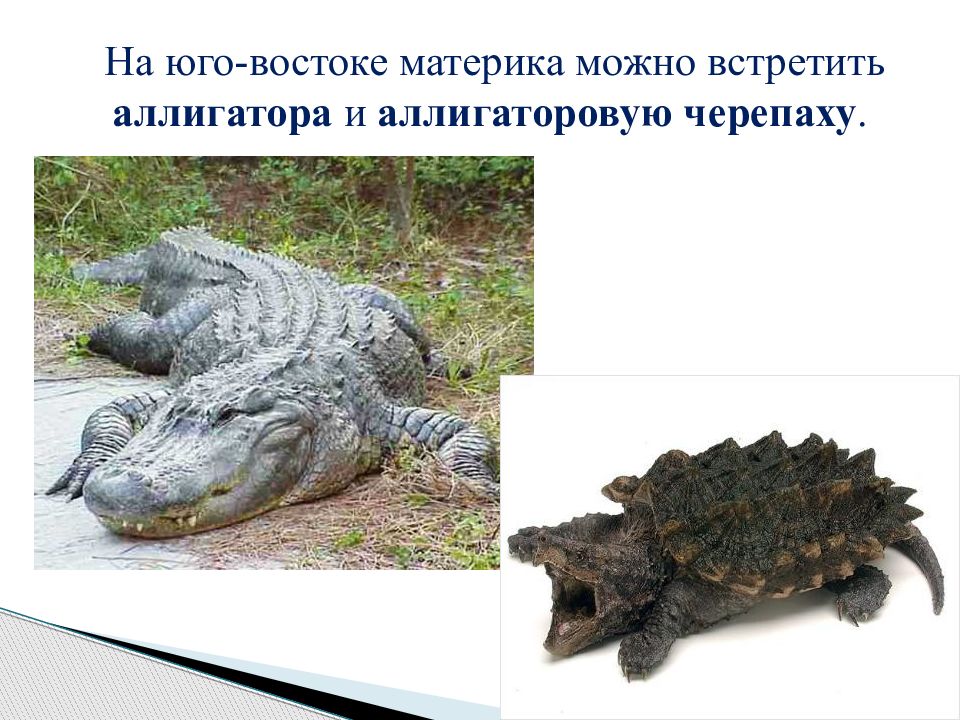 на юго востоке материка