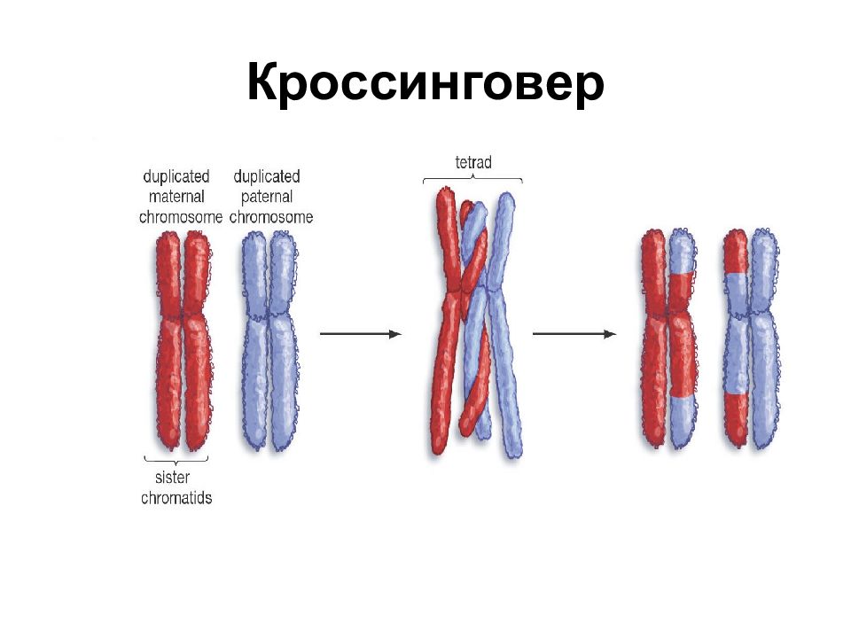 Кроссинговер происходит между хромосомами. Кроссинговер это в генетике. Кроссинговер это в биологии 9 класс. Процесс кроссинговера. Множественный кроссинговер.