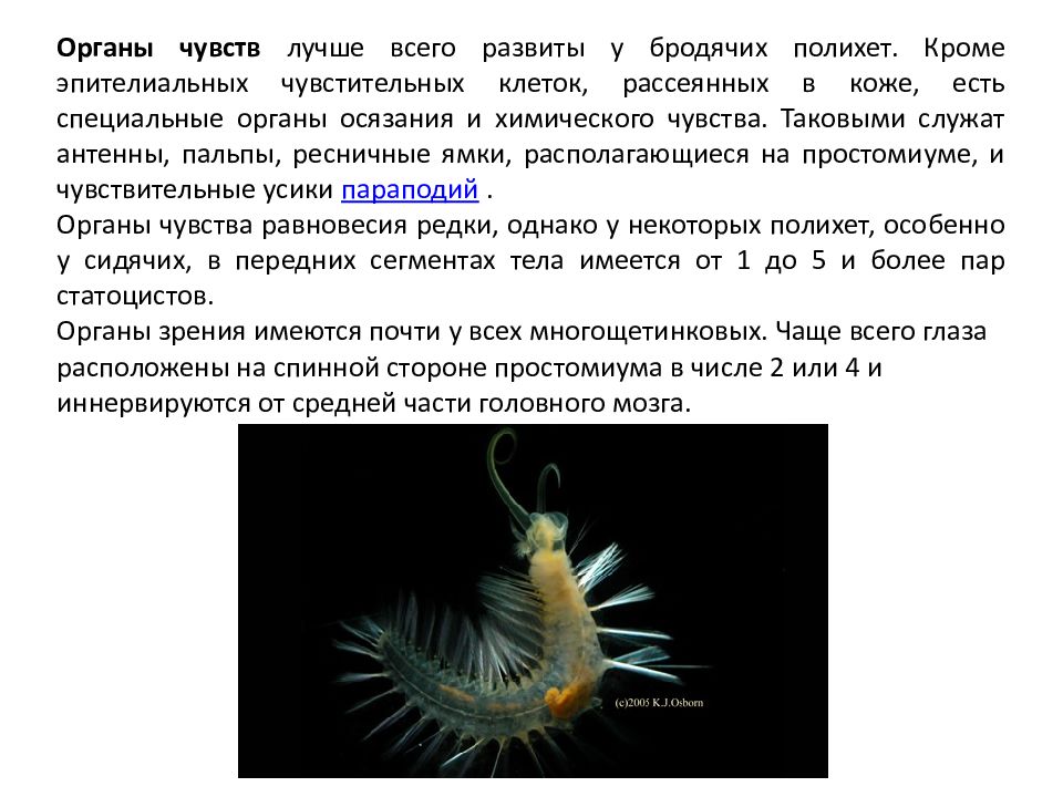 У многощетинковых червей нет органов осязания. Многощетинковые черви органы чувств. класс многощетинковые черви органы чувств. пальпы полихет. многощетинковые черви органы осязания.
