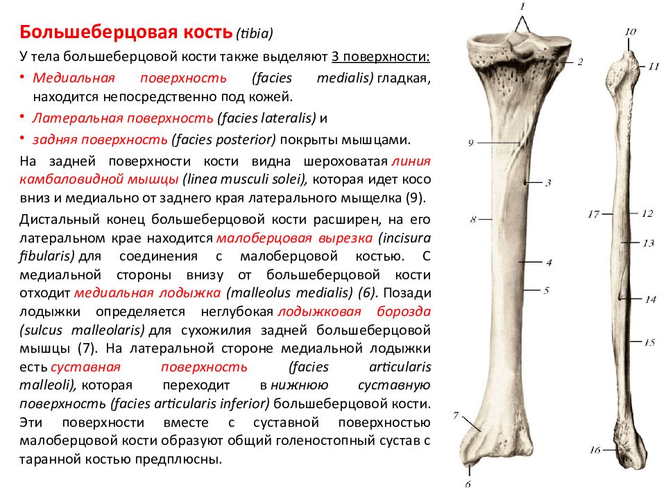 Таблица скелет верхних конечностей. Большеберцовая кость на скелете. Лучевая кость на скелете. Скелет верхних конечностей таблица. Соединения костей верхней конечности таблица.