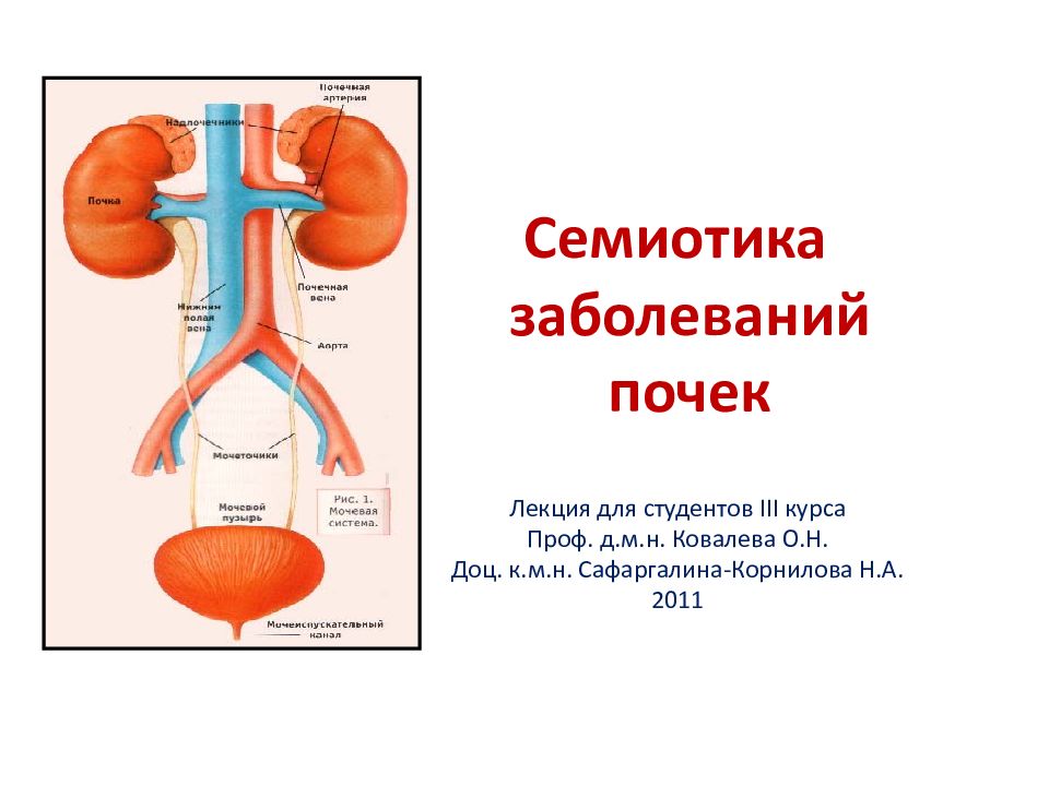 Что приводит к заболеванию почек