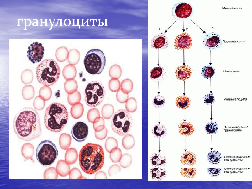 Гранулоциты это. Гранулоциты и агранулоциты. Клетки крови гранулоциты и агранулоциты. Лейкоциты нейтрофильные гранулоциты. Лейкоформула гранулоциты.