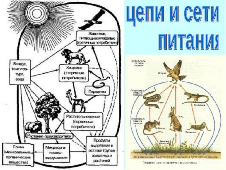 Цепи и сети. Цепи и сети питания. Цепь питания сеть питания. Что такое пищевая цепь и пищевая сеть. Пищевые трофические цепи тайги.