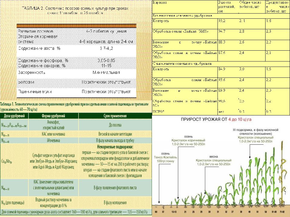 Технология возделывания зерновых культур презентация