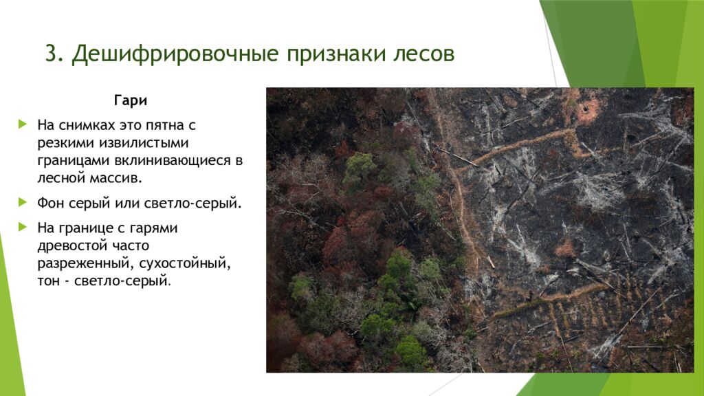 3. Дешифрировочные признаки лесов