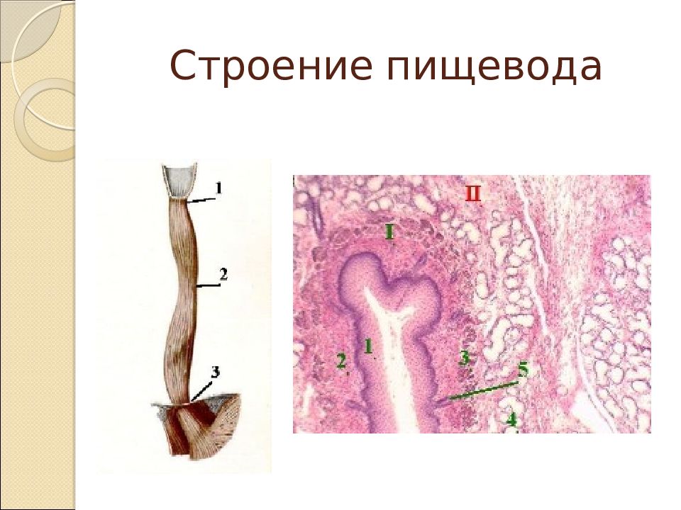 Пищевод строение