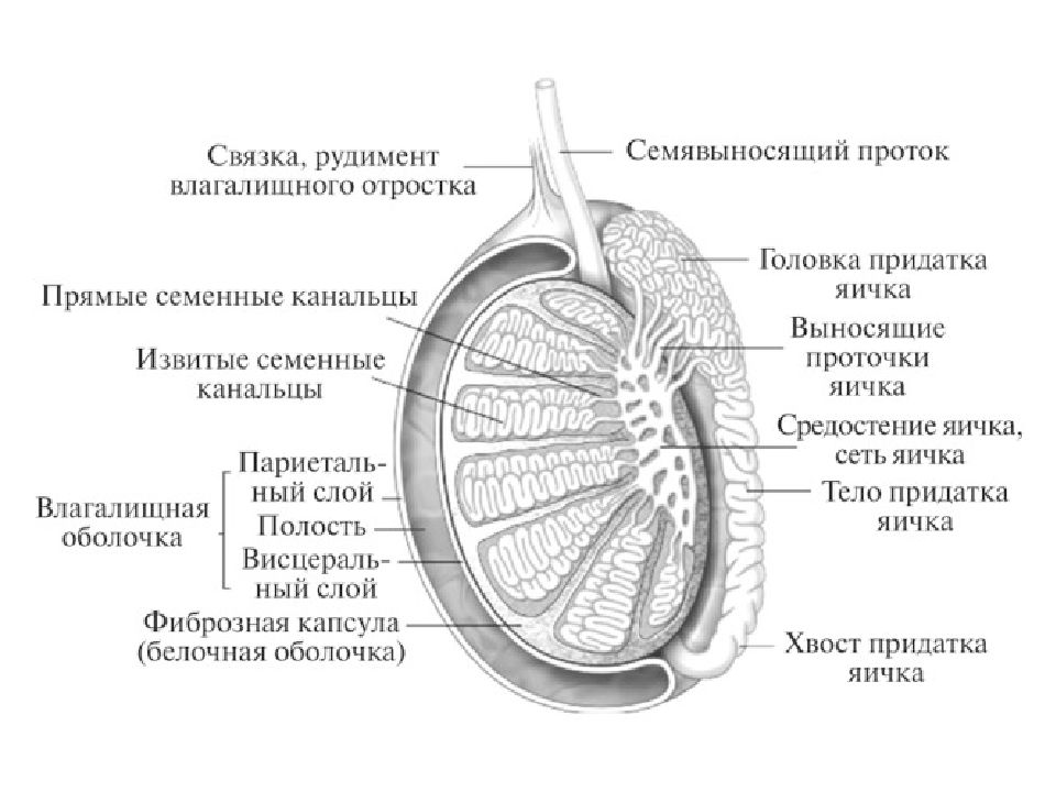 Тянущая боль в яичках у мужчин причины. Зарисовать строение семенника. Внутреннее строение яичка анатомия. Придаток яичка анатомия строение. Схема строения яичка и его придатка.