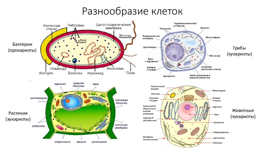 Дайте обозначение прокариоты и эукариоты. Клетки эукариот и клетки прокариот. Клетка бактерий и эукариот. Строение прокариотической и эукариотической клеток. Строение клетки прокариот и эукариот.