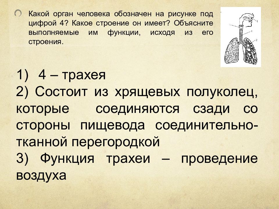 Объяснить выполнить. Объясните выполняемые функции трахеи исходя из его строения. Какую структуру имеет человек. 4? Какое строение он имеет,с чем это связано? Объясните выполняемые. Что обозначает чело.