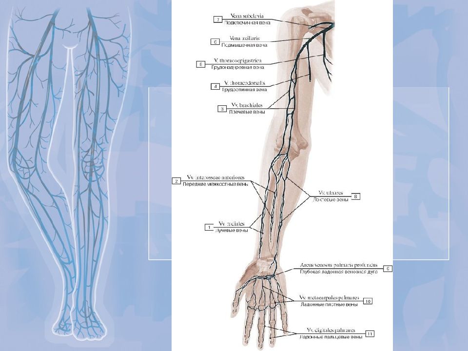 Вене 34. Вены верхней конечности. Корень полунепарной вены.
