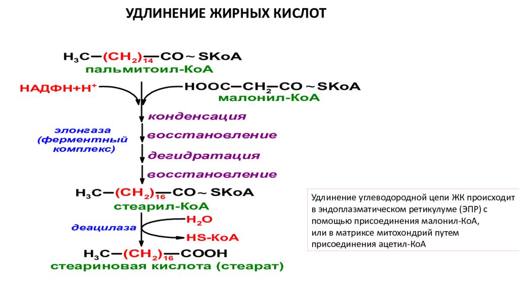 Синтез жирных. Синтез стеариновой кислоты. Биосинтез стеариновой кислоты. Синтез стеариновой кислоты из пальмитиновой. Биосинтез стеариновой кислоты реакции.