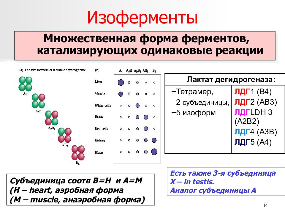 Ферменты изоферменты. Строение изоферментов ЛДГ. Строение изоферментов биохимия. Классификация и номенклатура ферментов изоферменты. Ферменты изоферменты изоформы ферментов на примере креатинкиназы.