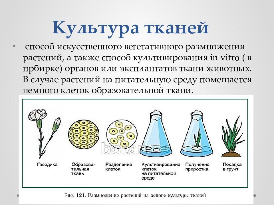 Общая схема получения культуры тканей не включает стадию