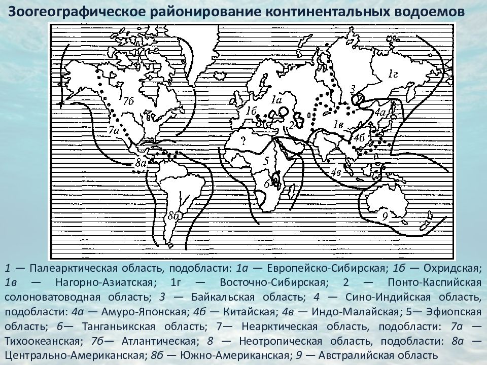 Фаунистические области карта