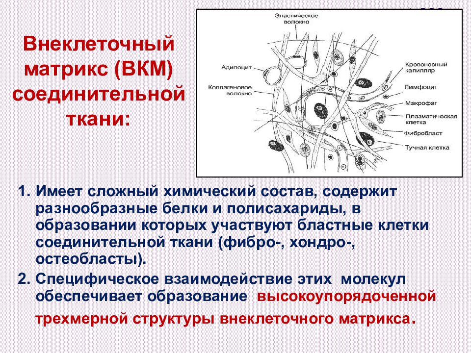 Внеклеточный матрикс