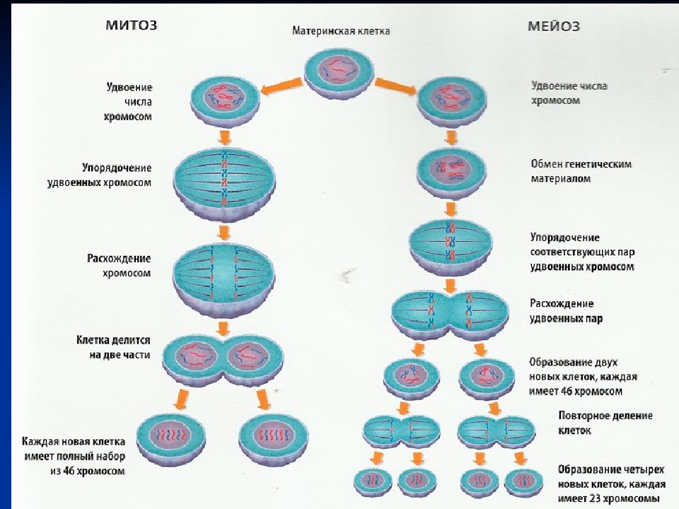 Цитологические основы наследственности презентация