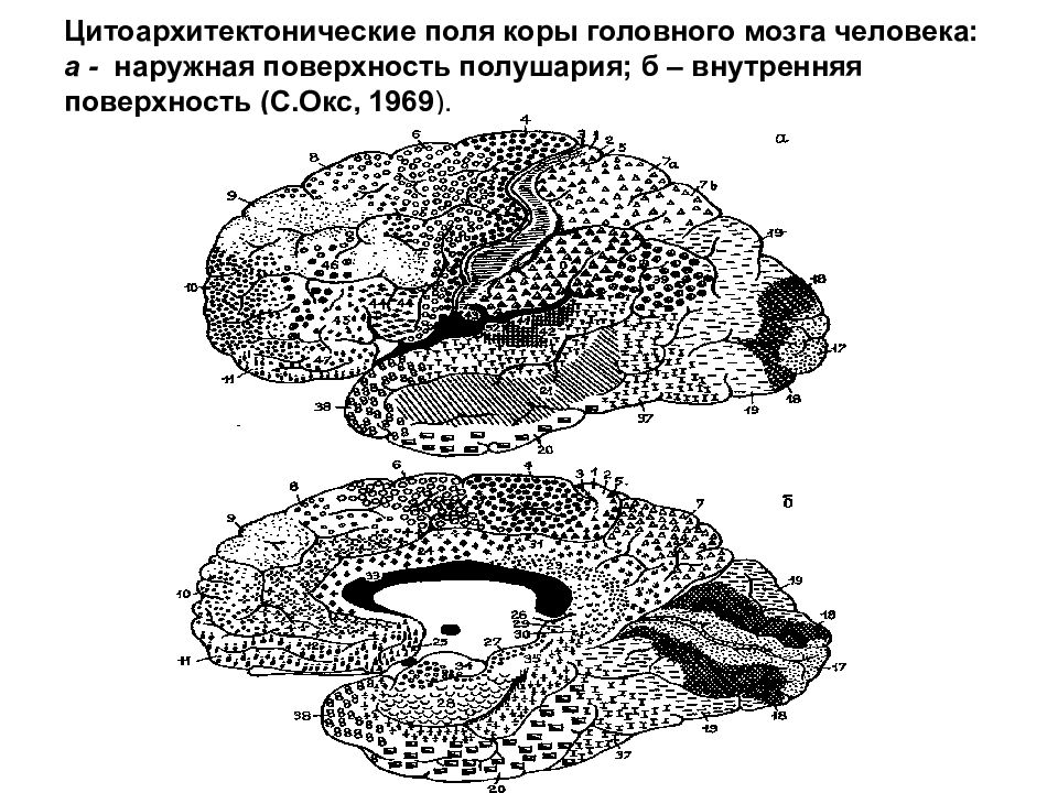 Первичное поле коры. Поля коры больших полушарий. Цитоархитектонические поля коры головного мозга. Карта цитоархитектонических полей коры головного мозга. Цитоархитектонические поля коры больших полушарий.