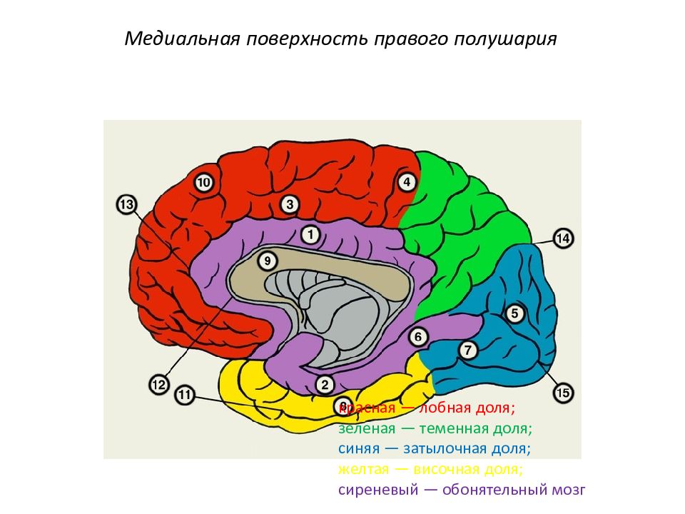 Медиальная поверхность мозга. Строение медиальной поверхности полушарий. Медиальная поверхность головного мозга. Медиальная поверхность правого полушария головного мозга. Медиальная поверхность полушария конечного мозга.
